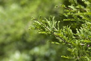 DAWN REDWOOD 150 CM  - image 1
