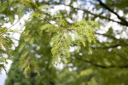 DAWN REDWOOD 150 CM  - image 3