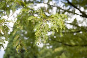 DAWN REDWOOD 150 CM  - image 3