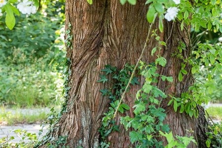 DAWN REDWOOD 150 CM  - image 5