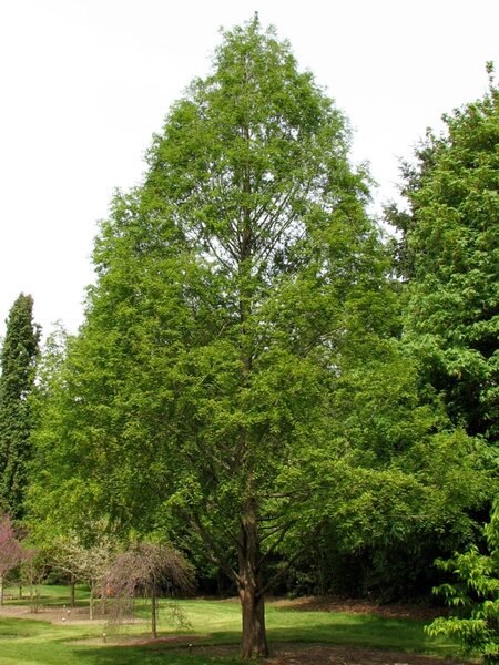 DAWN REDWOOD 150 CM - image 6