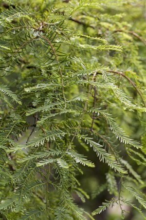 DAWN REDWOOD 200 CM  - image 4
