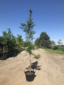 DAWN REDWOOD 250 CM - image 2