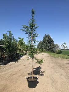 DAWN REDWOOD 250 CM - image 1