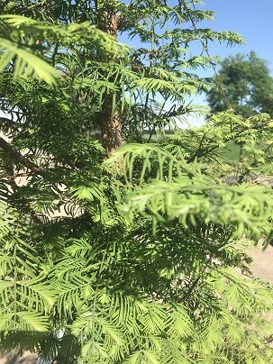 DAWN REDWOOD 250 CM - image 2