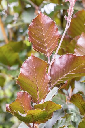 DAWYCK PURPLE BEECH 250CM - image 2
