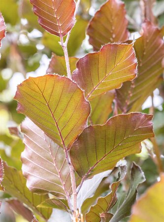DAWYCK PURPLE BEECH 250CM - image 1