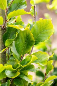 DAWYCK GOLD BEECH 250CM  - image 3