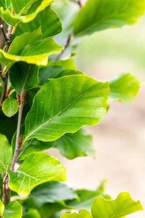 DAWYCK GOLD BEECH 250CM  - image 1
