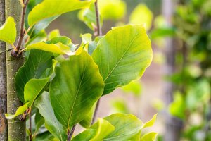 DAWYCK GOLD BEECH 250CM  - image 4