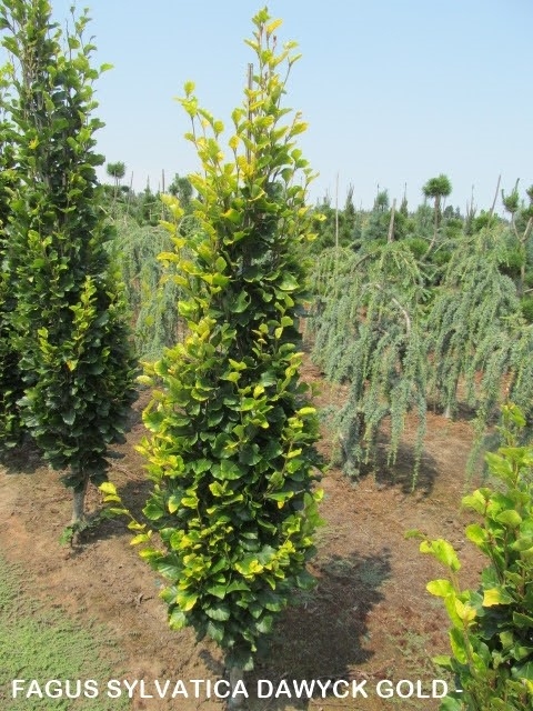 fagus sylvatica dawyck purple Fagus sylvatica 'Dawyck Purple' – Majestic Trees main image 0