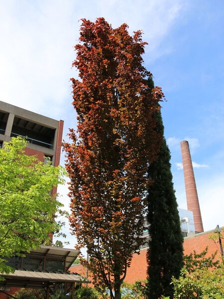 DAWYCK PURPLE BEECH 200CM