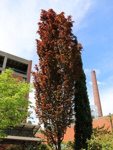 DAWYCK PURPLE BEECH 250CM