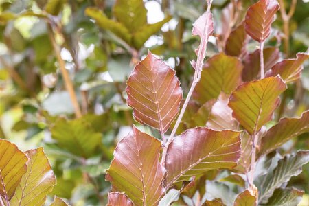 DAWYK PURPLE BEECH 200CM  - image 3