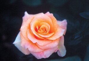 DAY BREAKER ROSE (Florabunda) 2G Orange (3 Month Warranty)