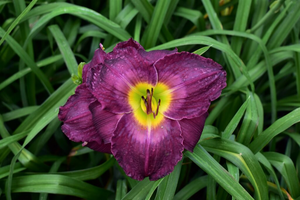 DAYLILY AFRICAN GRAPE 1G