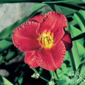 DAYLILY BROADWAY VALENTINE 1G