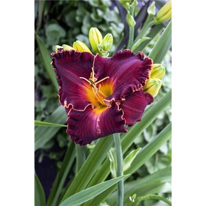 DAYLILY DOMINIC 1G