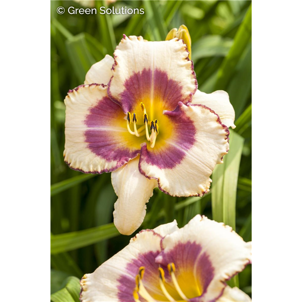 DAYLILY EDGE AHEAD 1G