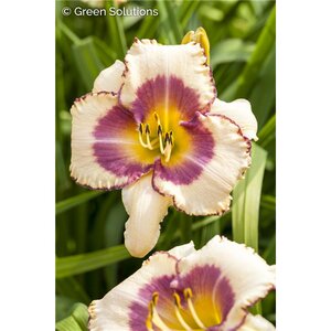 DAYLILY EDGE AHEAD 1G