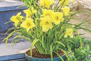 DAYLILY FRAGRANT RETURNS 1G