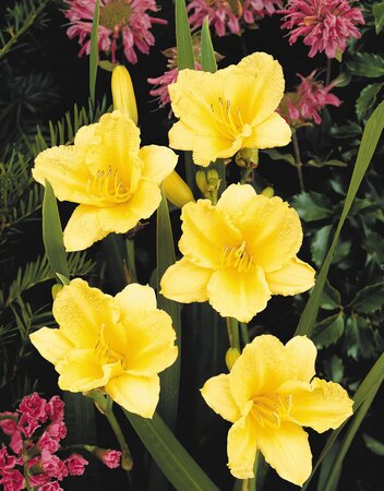 DAYLILY HAPPY RETURNS 1G