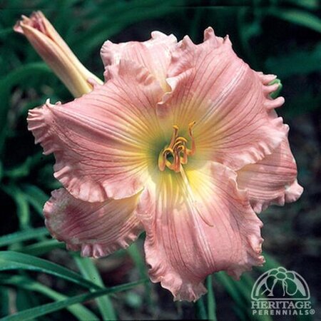 DAYLILY JOLYENE NICHOLE 1G