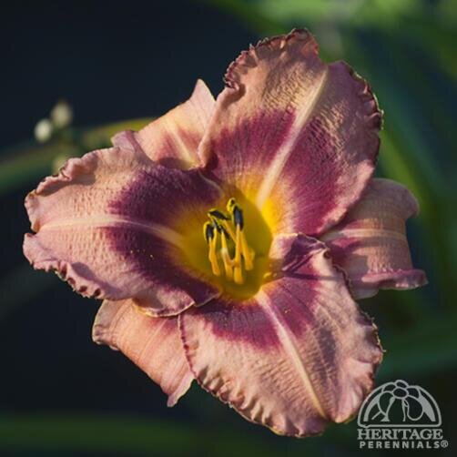 DAYLILY LIES AND LIPSTICK 1G