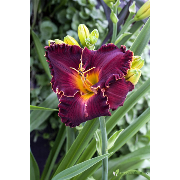 DAYLILY MALMAISON PLUM 1G