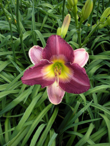 DAYLILY OLD KING COLE 1G