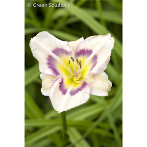 DAYLILY PAPER BUTTERFLY 1G