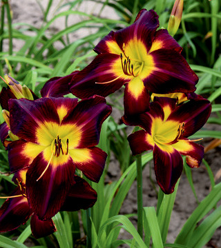 DAYLILY PERSIAN RUBY PW 8IN
