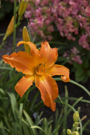 DAYLILY PRIMAL SCREAM 1G