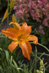 DAYLILY PRIMAL SCREAM 1G