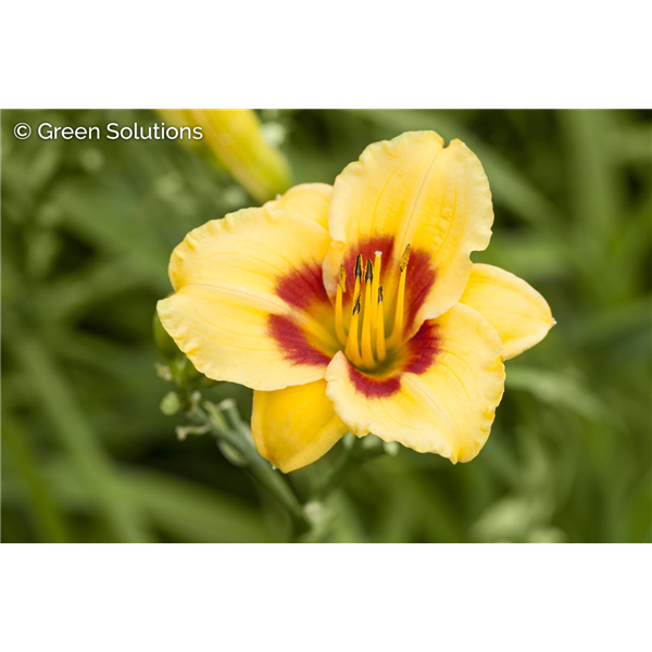 DAYLILY RUMBLE SEAT ROMANCE 1G
