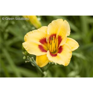 DAYLILY RUMBLE SEAT ROMANCE 1G