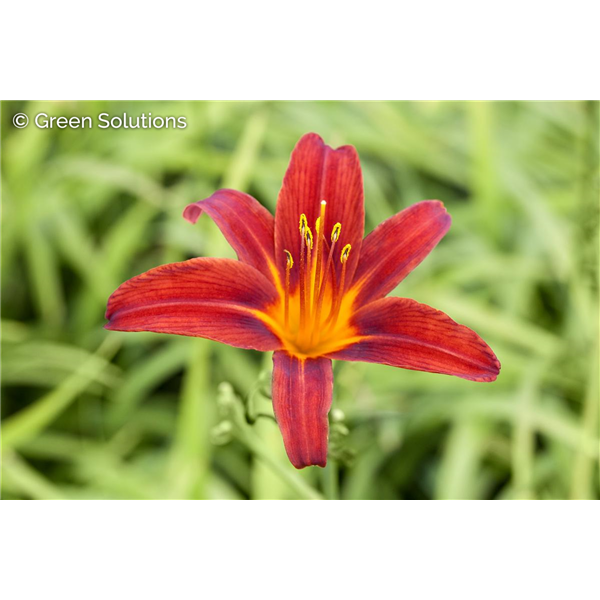 DAYLILY SPIDER MAN 1G