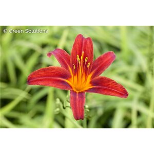 DAYLILY SPIDER MAN 1G