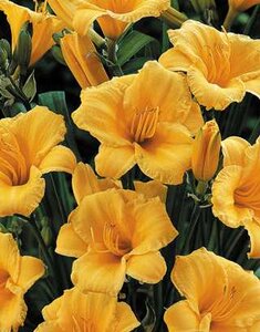 DAYLILY STELLA D'ORO 4IN