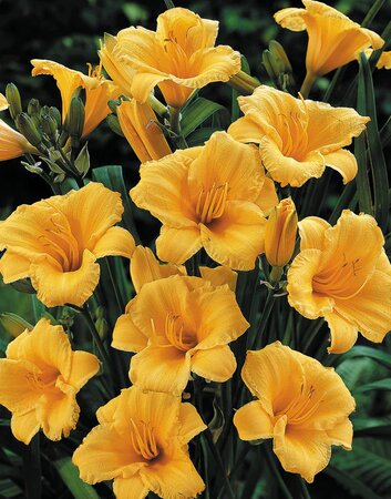 DAYLILY STELLA DO ORO 1G