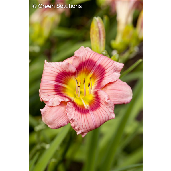 DAYLILY STRAWBERRY CANDY 1G