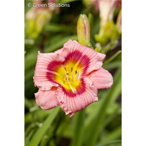 DAYLILY STRAWBERRY CANDY 1G