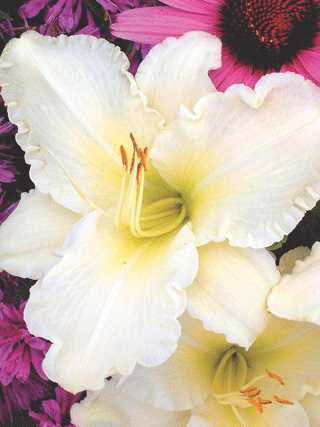 DAYLILY SUNDAY GLOVES 1G