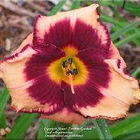 DAYLILY THUNDERATION 1G