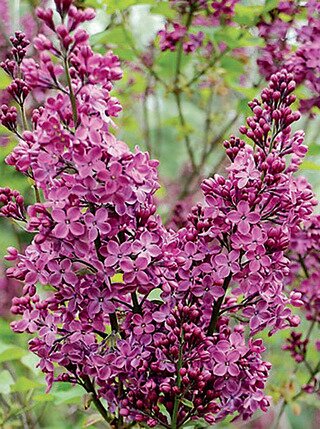 DECLARATION LILAC 2 GALLON