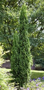 DEGROOT'S SPIRE CEDAR 75CM