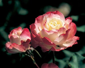 DELANY SISTERS 2G-White/Pink-Grandiflora