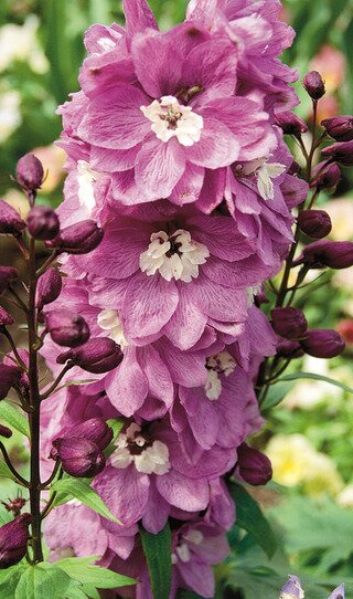 DELPHINIUM CHERRY BLOSSOM/WHITE BEE 1G