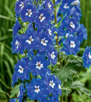 DELPHINIUM COBALT DREAMS 1G