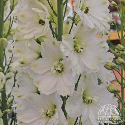 DELPHINIUM GUARDIAN WHITE 1G
